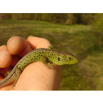 Zdjęcia użytkowników Sony Ericsson K810i