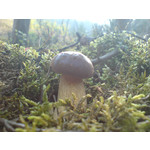 Zdjęcia użytkowników Sony Ericsson K810i