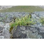 Zdjęcia użytkowników Sony Ericsson K810i