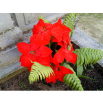 Zdjęcia użytkowników Sony Ericsson Naite