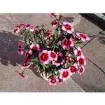 Zdjęcia użytkowników Sony Ericsson Naite