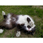 Zdjęcia użytkowników Sony Ericsson Naite