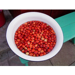 Zdjęcia użytkowników Sony Ericsson Naite