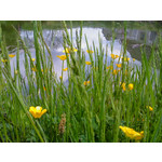 Zdjęcia użytkowników Sony Ericsson Naite