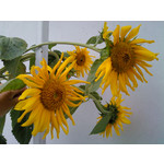 Zdjęcia użytkowników Sony Ericsson Naite