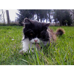 Zdjęcia użytkowników Sony Ericsson Naite