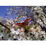 Zdjęcia użytkowników Sony Ericsson Naite