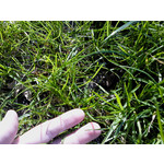 Zdjęcia użytkowników Sony Ericsson Naite