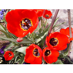 Zdjęcia użytkowników Sony Ericsson Naite