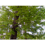 Zdjęcia użytkowników Sony Ericsson Naite