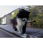 Zdjęcia użytkowników Sony Ericsson Naite