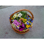 Zdjęcia użytkowników Sony Ericsson Naite