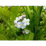 Zdjęcia użytkowników Sony Ericsson P1i Zdjęcia użytkowników Sony Ericsson P1i