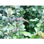 Zdjęcia użytkowników Sony Ericsson P1i Zdjęcia użytkowników Sony Ericsson P1i