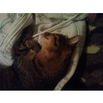 Zdjęcia użytkowników Sony Ericsson P1i Zdjęcia użytkowników Sony Ericsson P1i