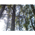 Zdjęcia użytkowników Sony Ericsson P1i Zdjęcia użytkowników Sony Ericsson P1i