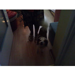 Zdjęcia użytkowników Sony Ericsson P1i Zdjęcia użytkowników Sony Ericsson P1i