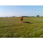 Zdjęcia użytkowników Sony Ericsson P1i Zdjęcia użytkowników Sony Ericsson P1i