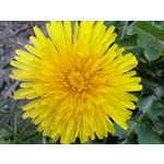 Zdjęcia użytkowników Sony Ericsson P1i Zdjęcia użytkowników Sony Ericsson P1i