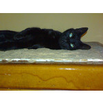 Zdjęcia użytkowników Sony Ericsson P990i