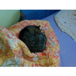 Zdjęcia użytkowników Sony Ericsson P990i