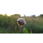 Zdjęcia użytkowników Sony Ericsson Satio