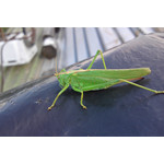 Zdjęcia użytkowników Sony Ericsson Satio