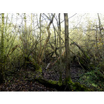 Zdjęcia użytkowników Sony Ericsson Satio