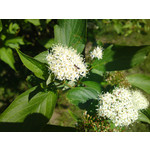 Zdjęcia użytkowników Sony Ericsson Satio