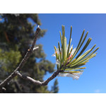 Zdjęcia użytkowników Sony Ericsson Satio