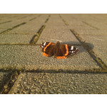 Zdjęcia użytkowników Sony Ericsson Satio