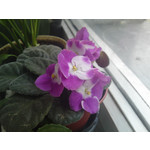 Zdjęcia użytkowników Sony Ericsson Satio