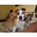 Zdjęcia użytkowników Sony Ericsson Satio