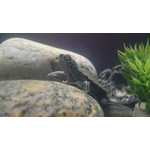 Zdjęcia użytkowników Sony Ericsson Satio