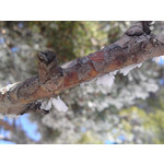 Zdjęcia użytkowników Sony Ericsson Satio