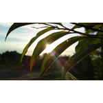 Zdjęcia użytkowników Sony Ericsson Satio