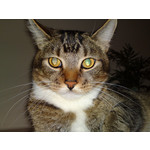 Zdjęcia użytkowników Sony Ericsson Satio