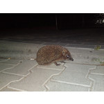 Zdjęcia użytkowników Sony Ericsson Satio