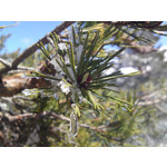 Zdjęcia użytkowników Sony Ericsson Satio