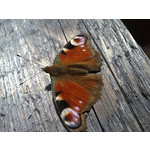 ZDJĘCIA Z TEGO TELEFONU