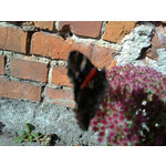 Zdjęcia użytkowników Sony Ericsson Vivaz Pro