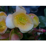 Zdjęcia użytkowników Sony Ericsson Vivaz