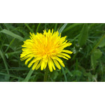 Zdjęcia użytkowników Sony Ericsson Vivaz