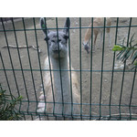 Zdjęcia użytkowników Sony Ericsson Vivaz