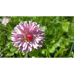 Zdjęcia użytkowników Sony Ericsson Vivaz