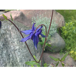 Zdjęcia użytkowników Sony Ericsson Vivaz