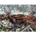 Zdjęcia użytkowników Sony Ericsson Vivaz