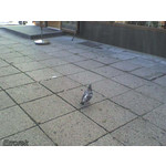 Zdjęcia użytkowników Sony Ericsson W200i