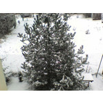 Zdjęcia użytkowników Sony Ericsson W200i