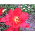 Zdjęcia użytkowników Sony Ericsson W200i